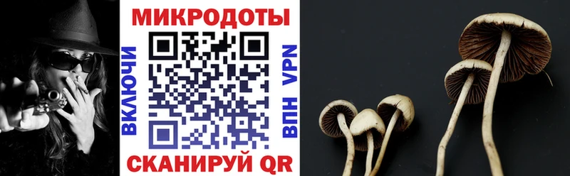 Купить  Бирюч  Галлюциногенные грибы Cubensis 